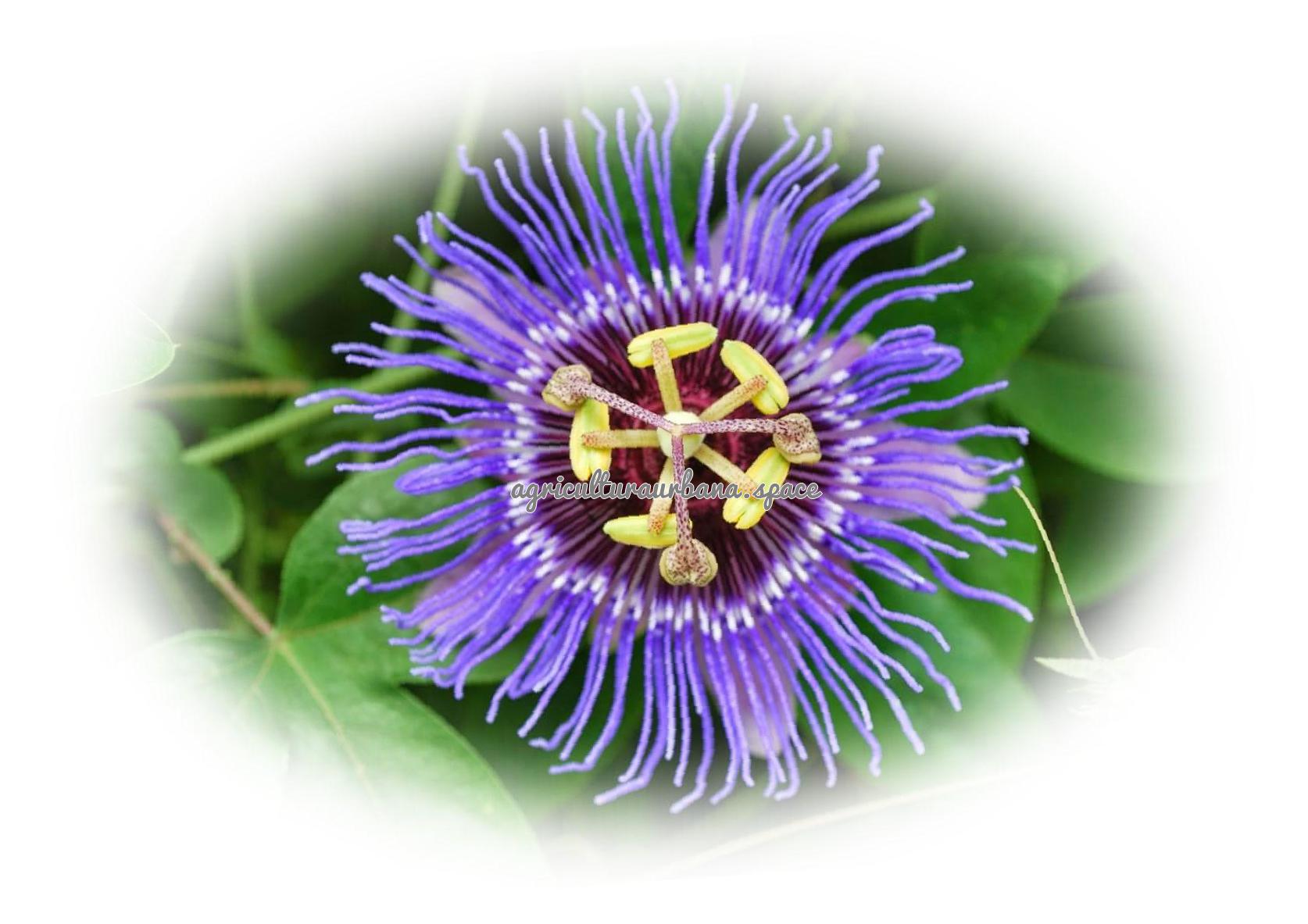 Cómo plantar pasiflora en el jardín y en maceta
