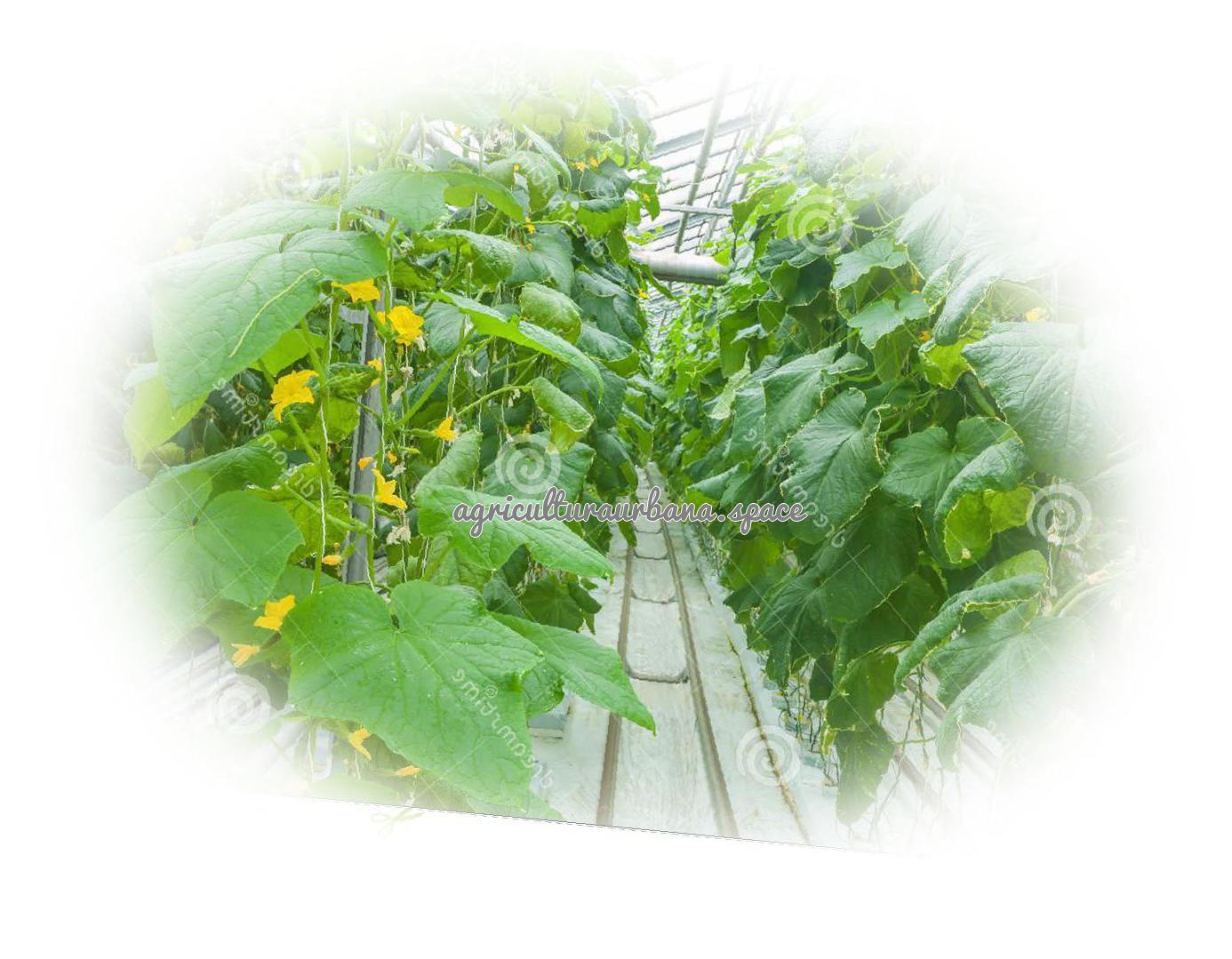 Cómo plantar pepino en el huerto y en maceta