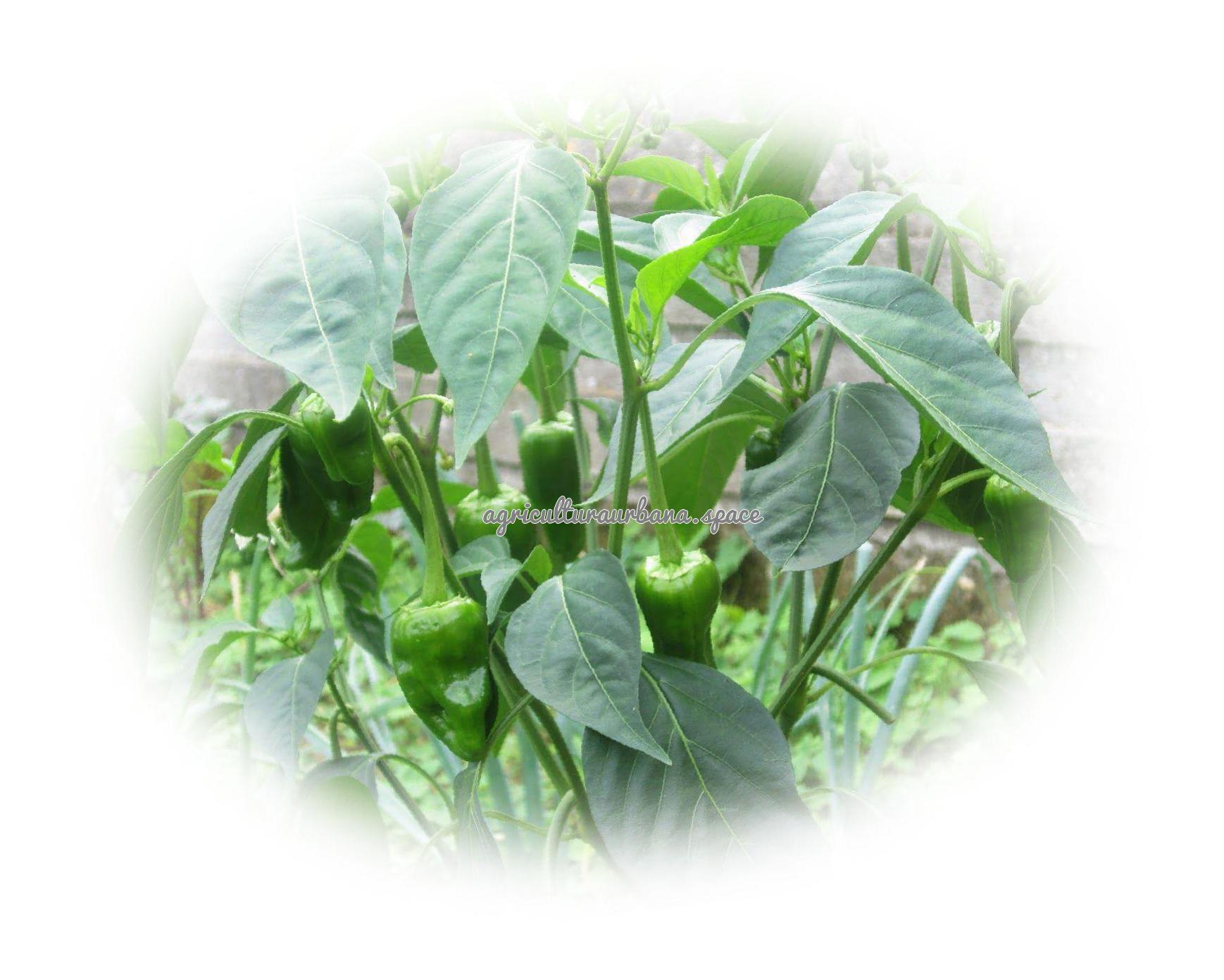 Cómo plantar pimiento en casa y en el huerto