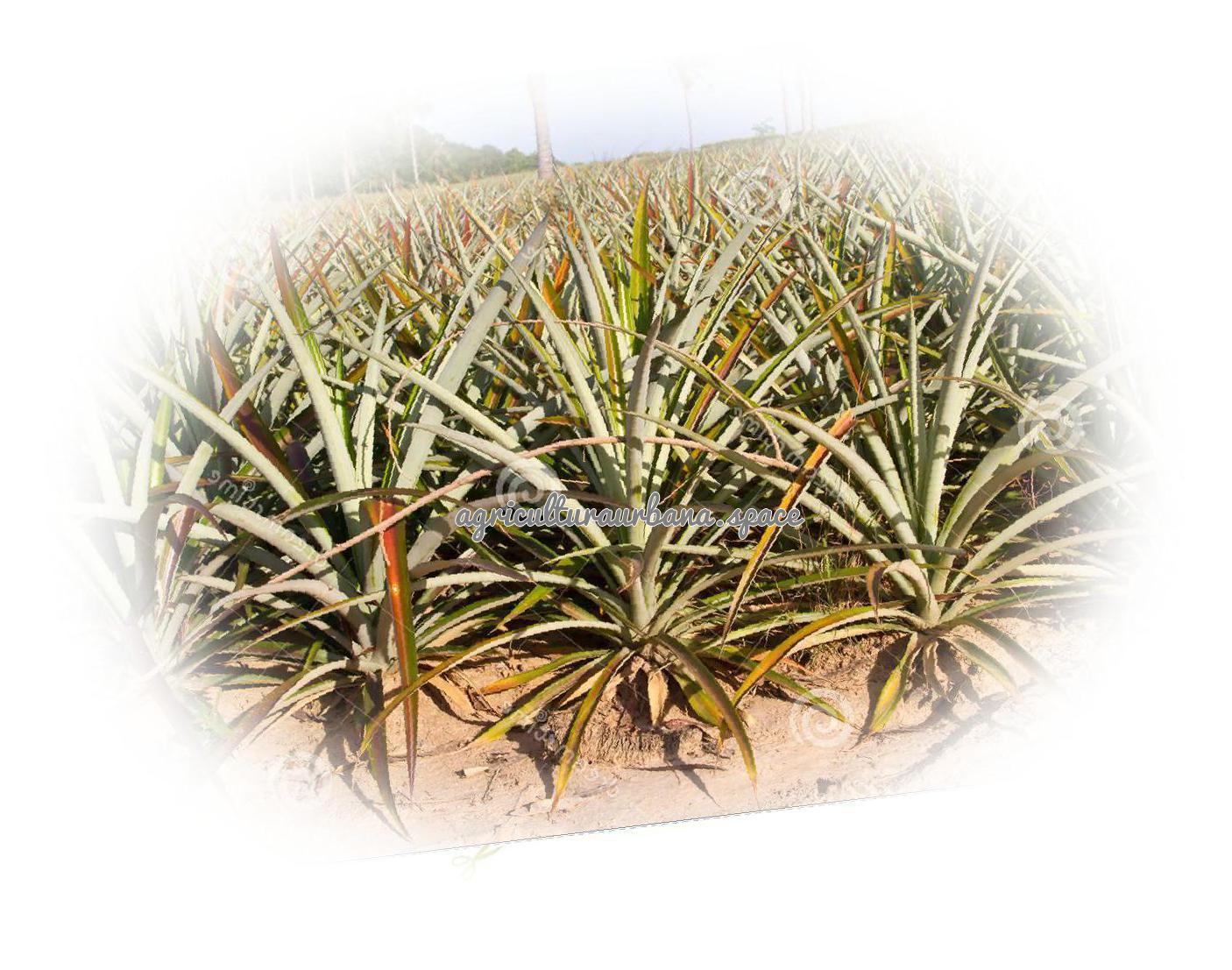 Cómo plantar piña en maceta desde la corona