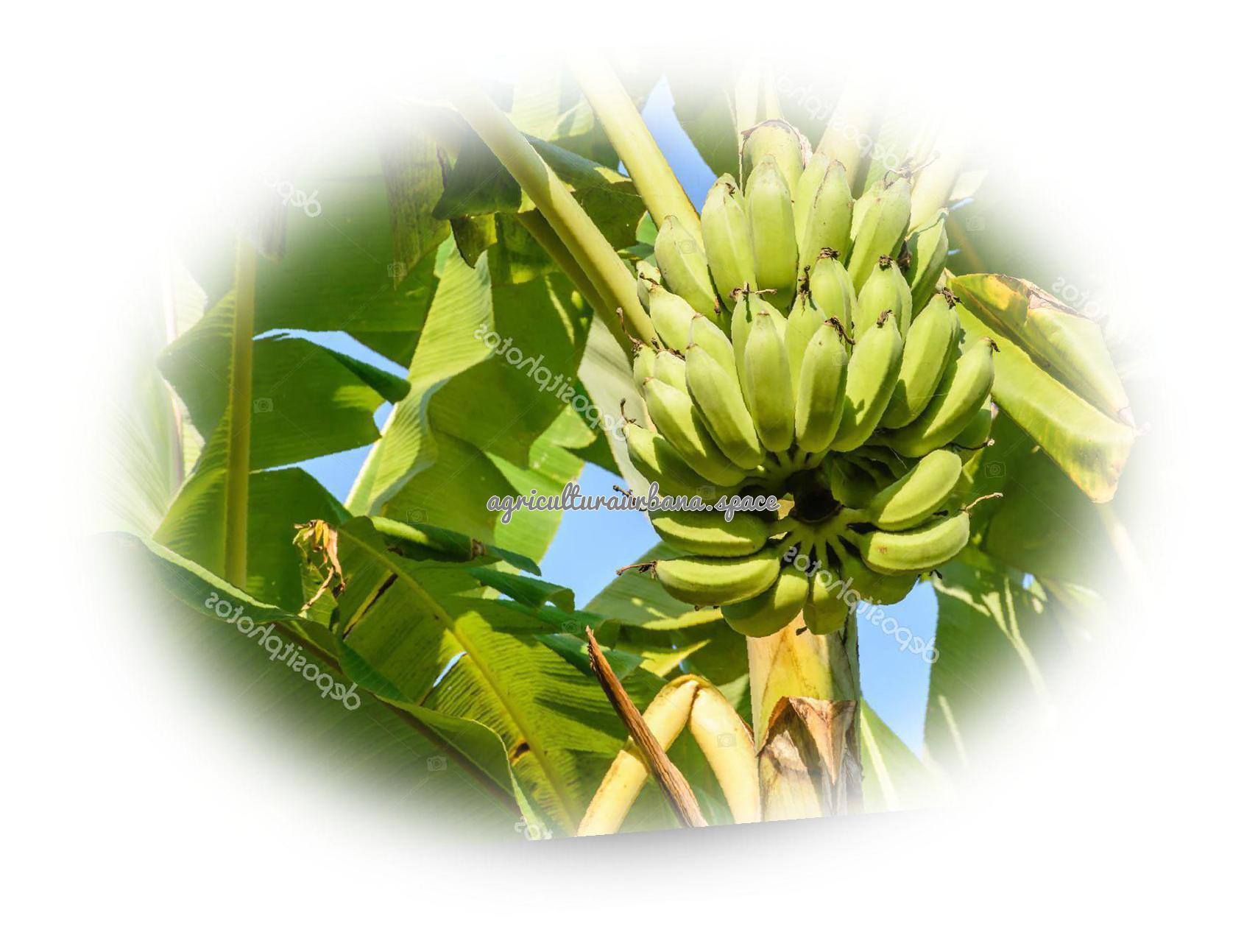 Cómo plantar platanera y cultivar plátanos