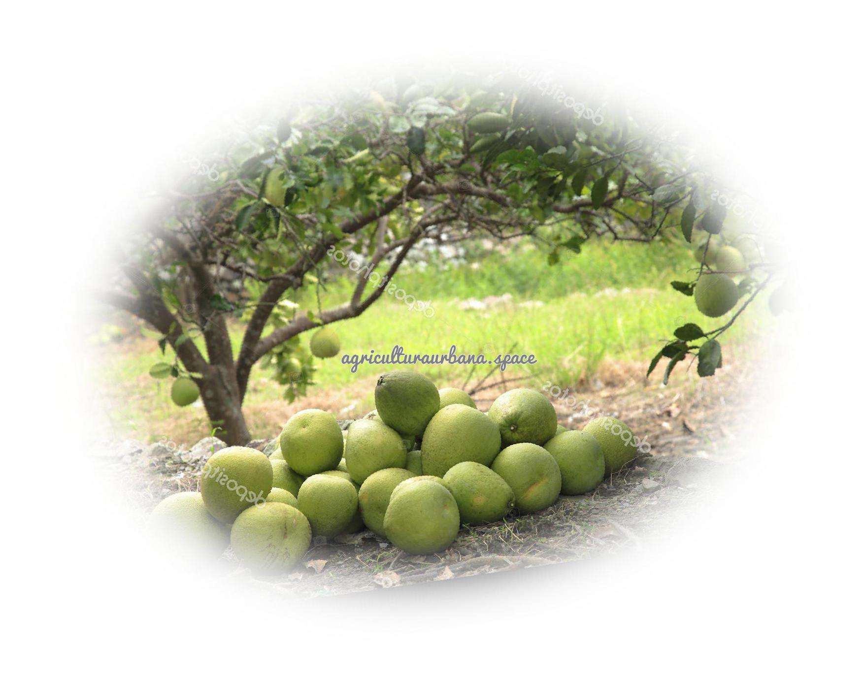 Cómo plantar pomelo en maceta o en el jardín