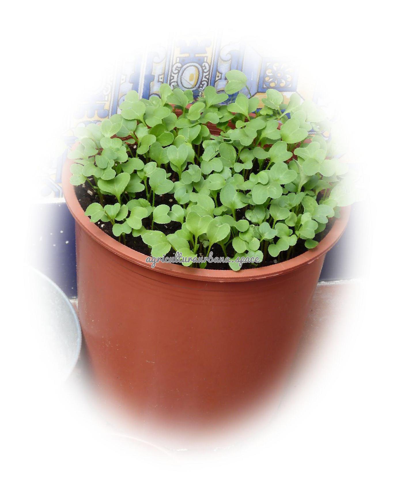 Cómo plantar rabanitos en maceta y en el huerto