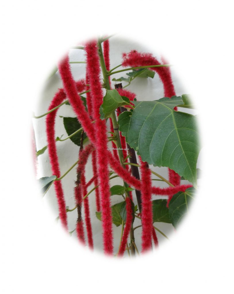 Cómo plantar rabo de gato (Acalypha hispida)