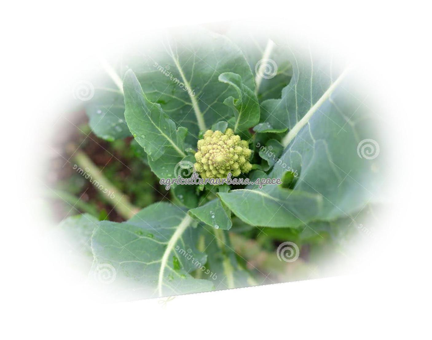 Cómo plantar romanesco en el huerto