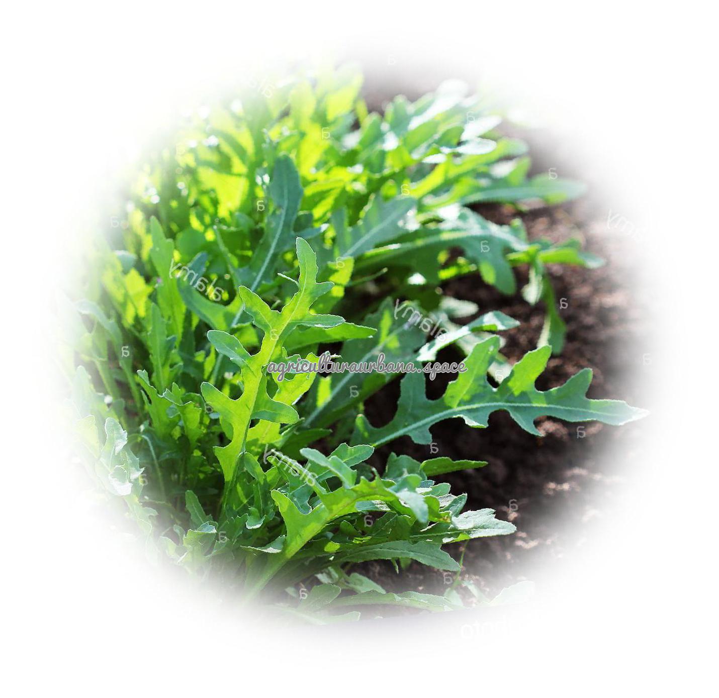 Como plantar rucula en maceta
