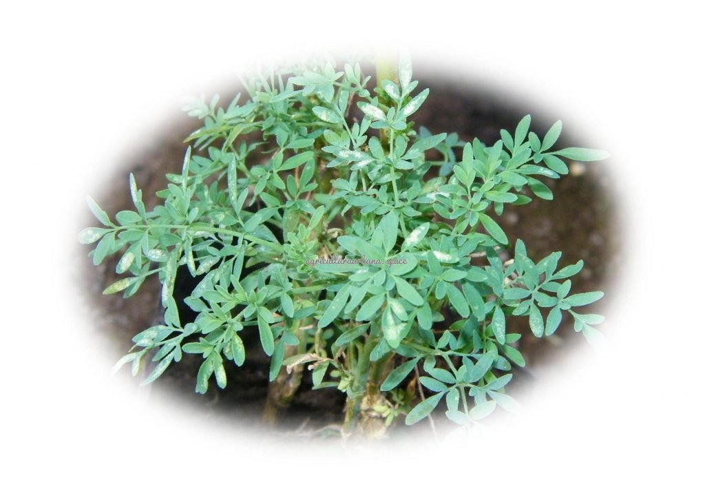 Como plantar ruda en maceta o jardin