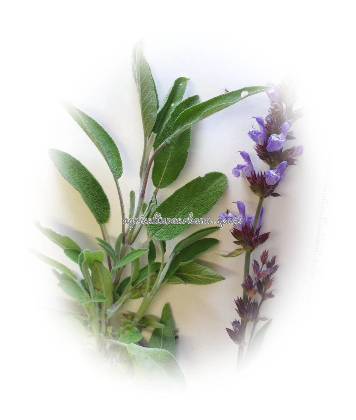 Como plantar salvia en maceta