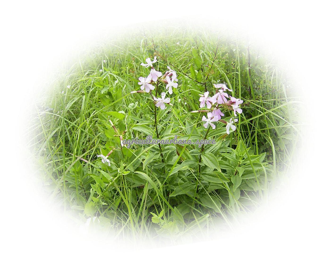 Como plantar saponaria o hierba jabonera