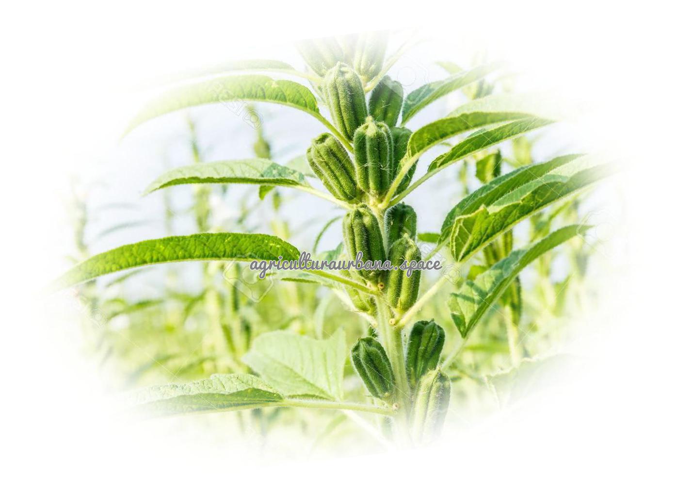 Como plantar sesamo o ajonjoli