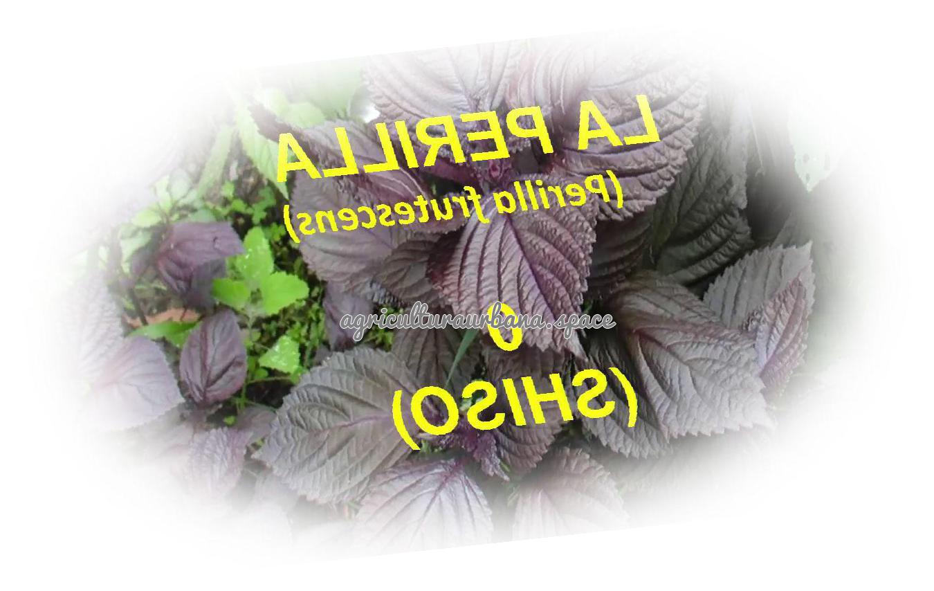Como plantar shiso o perilla en maceta