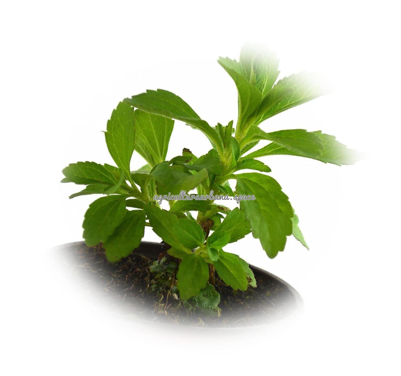 Como plantar stevia en maceta