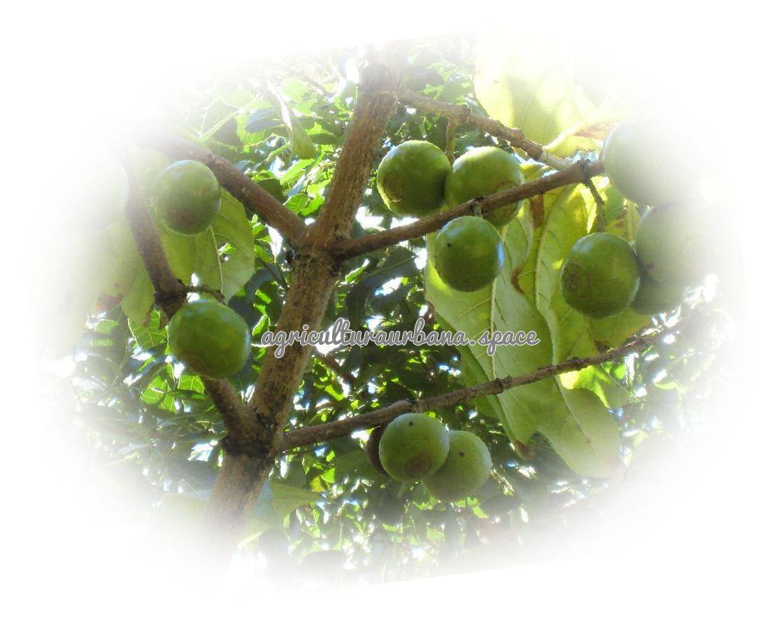 Como plantar tamarindo a partir de semilla
