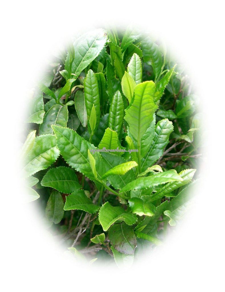 Como plantar te: Camellia sinensis en maceta