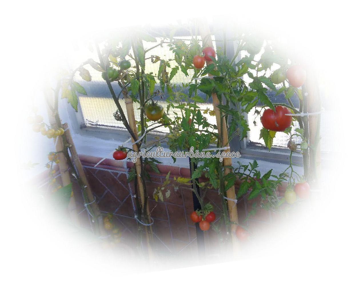 Como plantar tomate en maceta o huerto