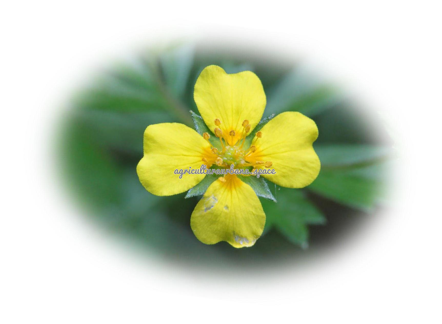 Cómo plantar tormentilla (Potentilla erecta)