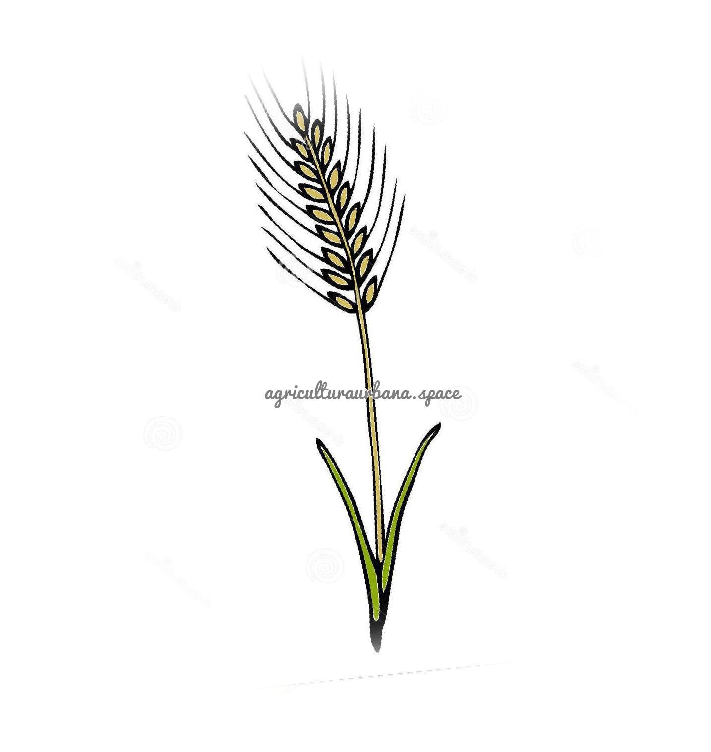 Cómo plantar trigo: siembra, ciclo y cosecha