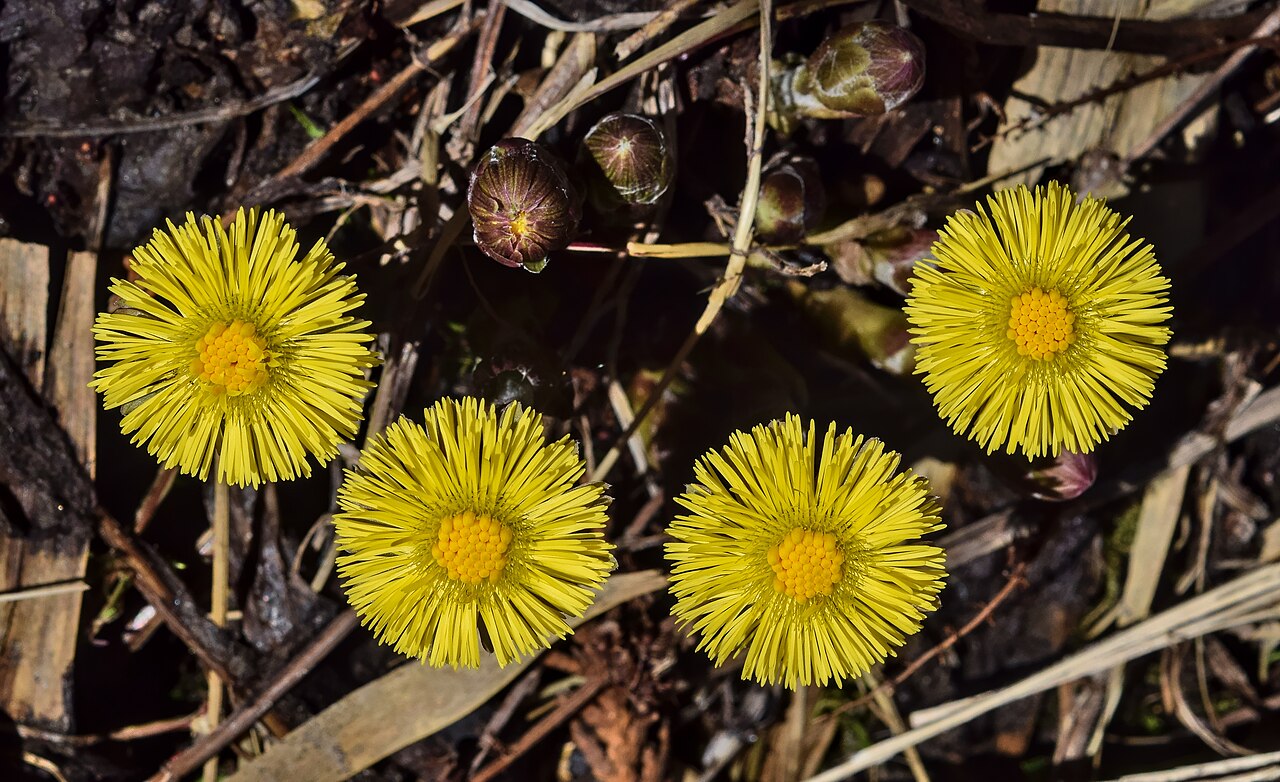 Flor de tusílago