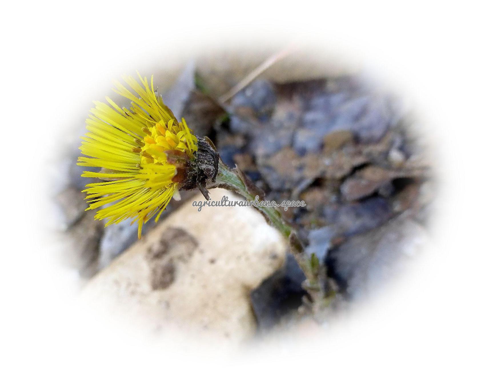 Tusílago (Tussilago farfara): cómo es y dónde crece