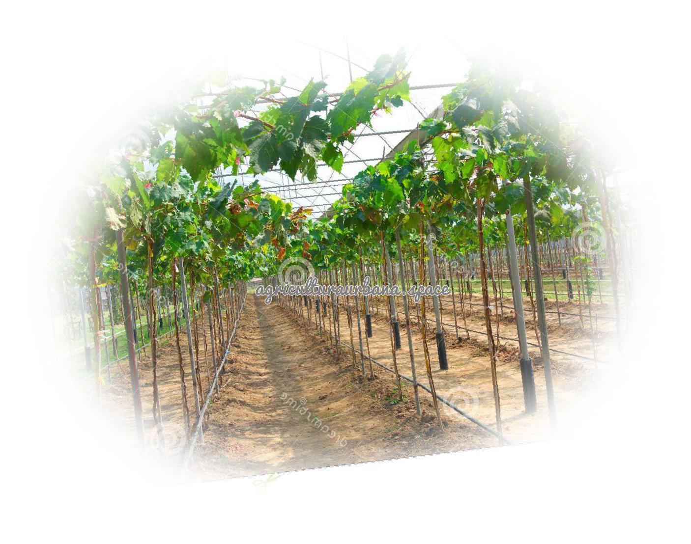 Cómo plantar uvas: la vid en el jardín o en maceta