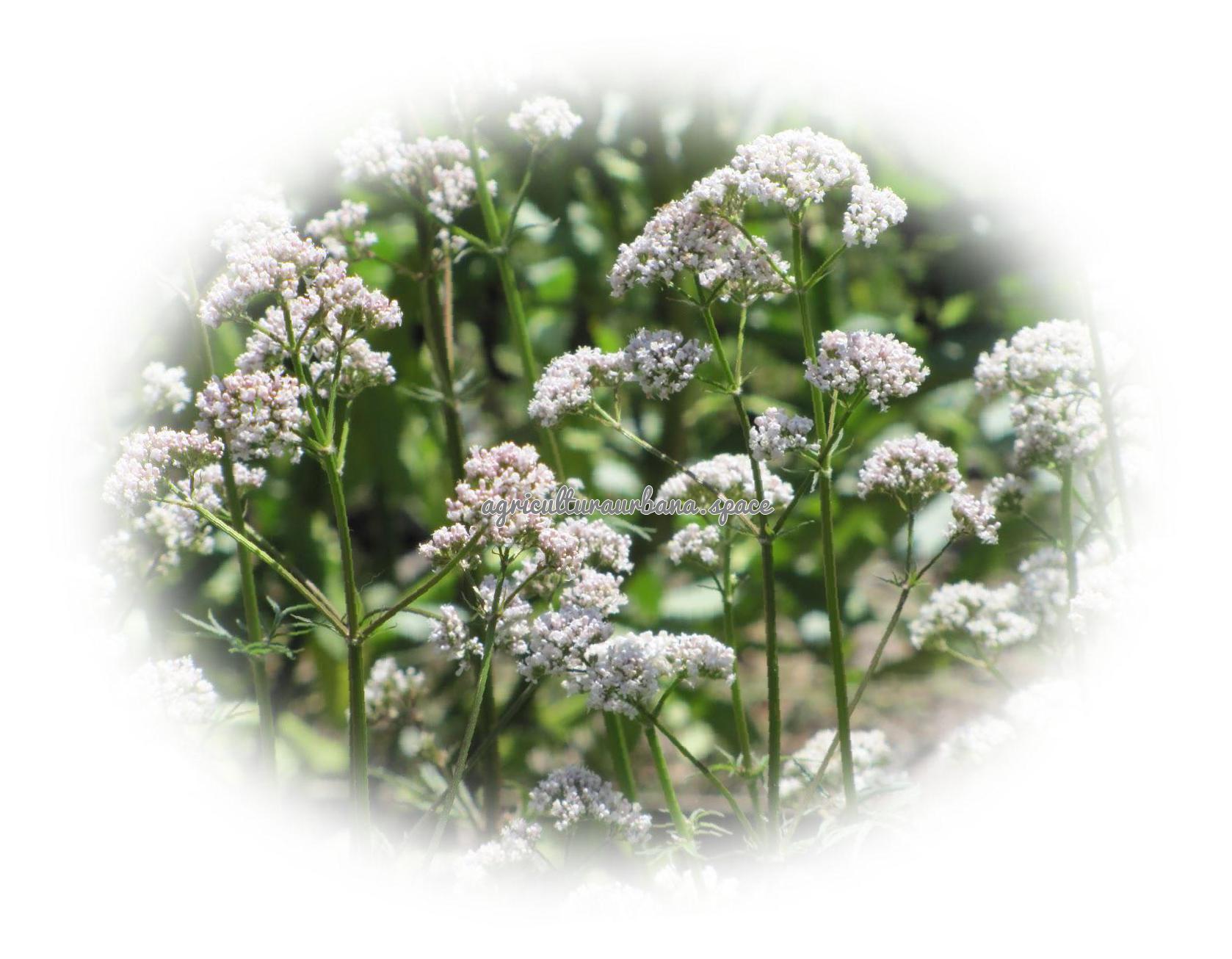 Cómo plantar valeriana (Valeriana officinalis)