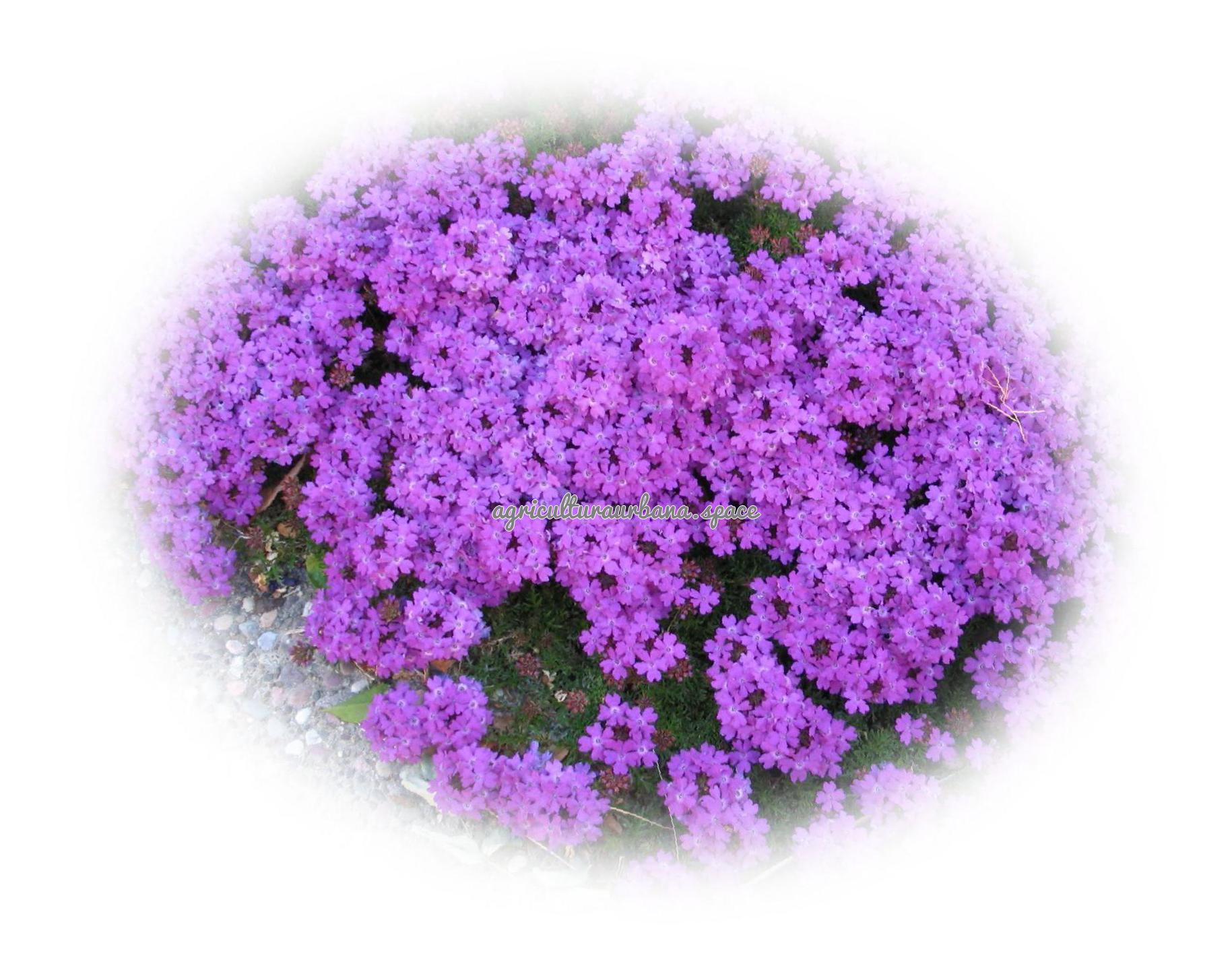 Cómo plantar verbena en maceta y jardinera