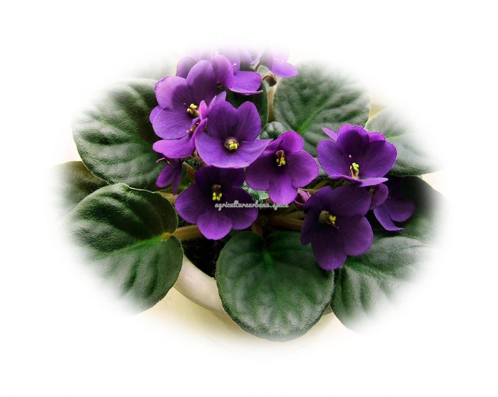 Cómo cuidar la violeta africana en casa