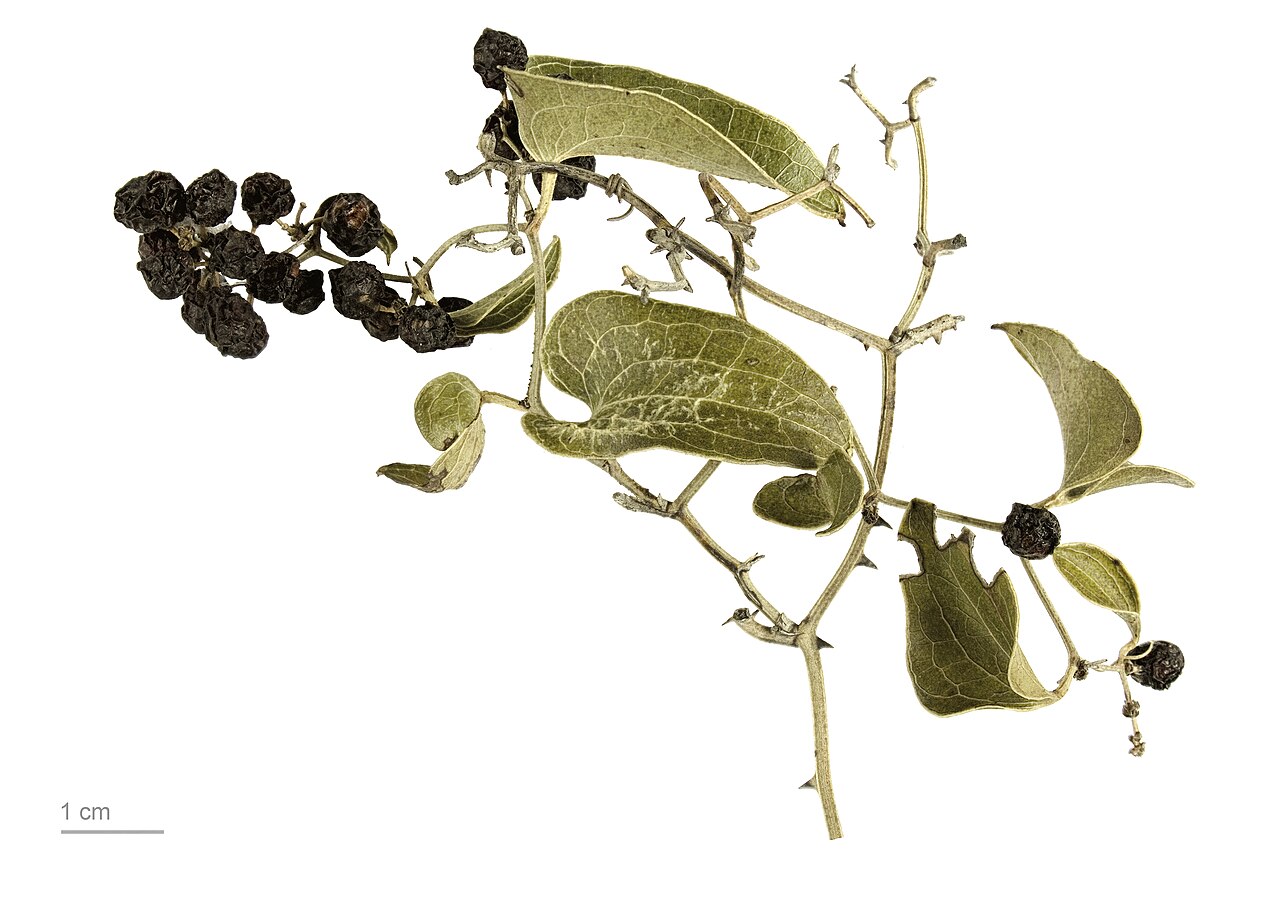 Hojas y tallos espinosos de zarzaparrilla