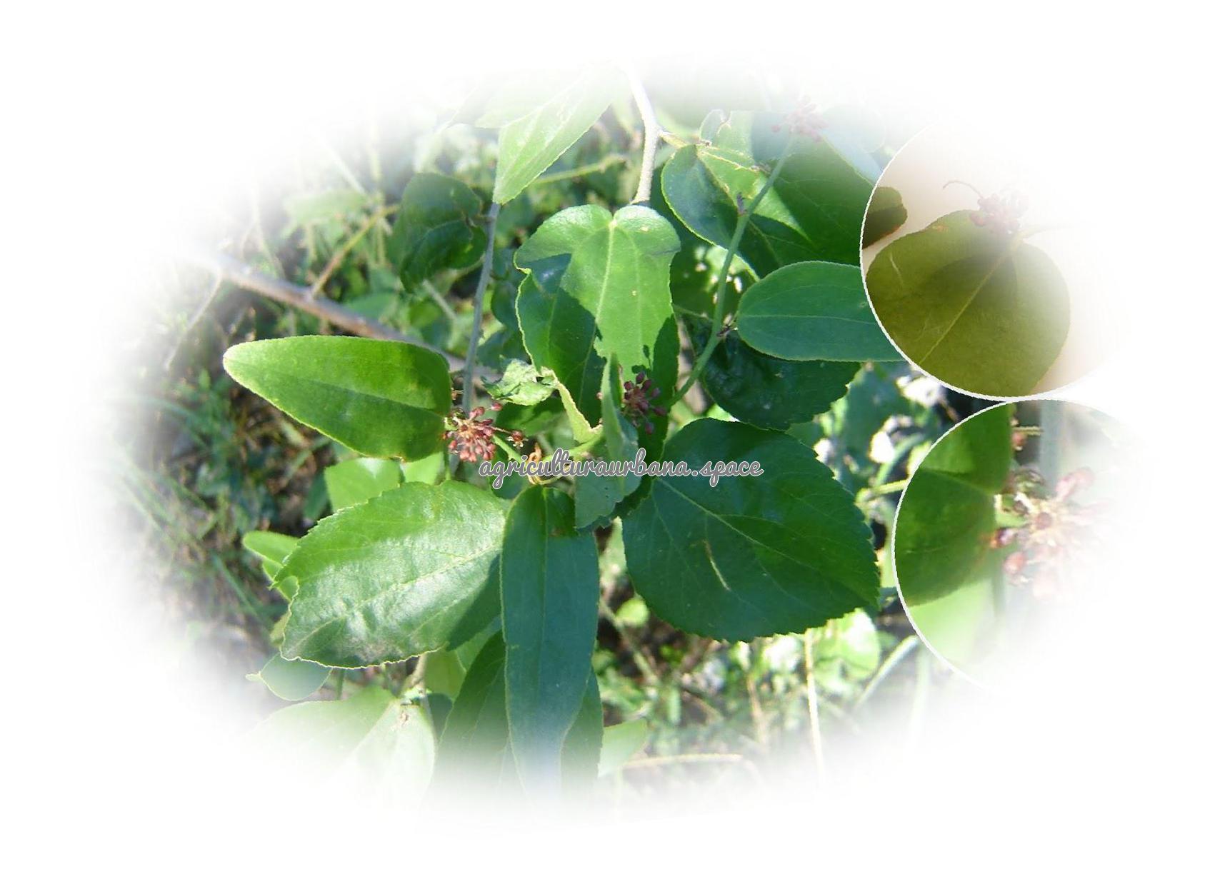 Zarzaparrilla (Smilax aspera): cómo es y cómo se planta