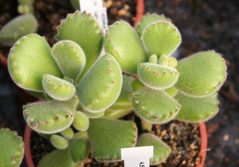 Cotyledon tomentosa subespecie ladismithiensis, con hojas peludas y dientes rojos
