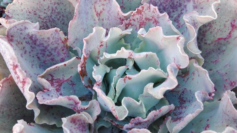 Roseta de Echeveria con hojas dispuestas en espiral