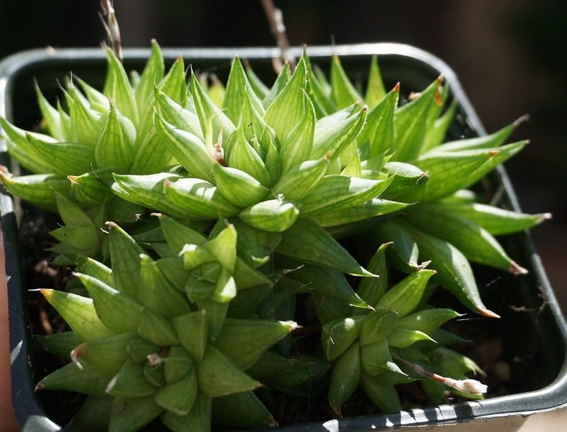Haworthia cooperi: cuidados de la suculenta de ventanas