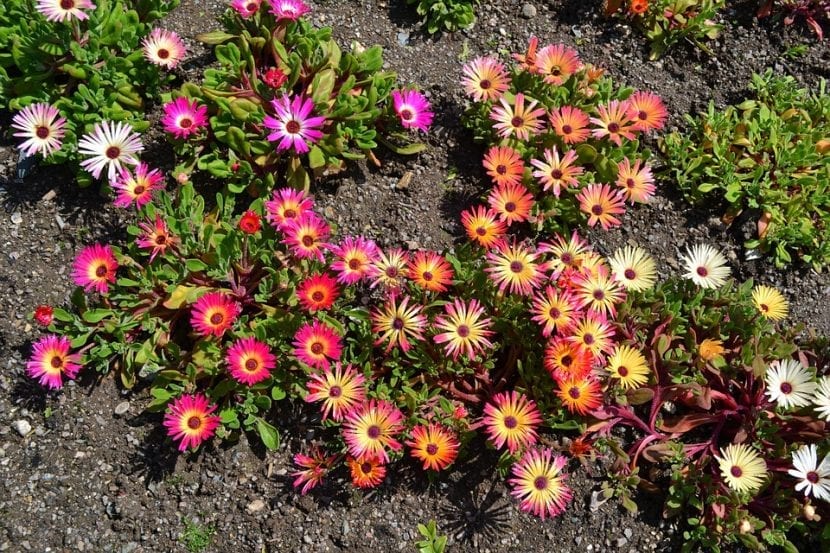 Flores abiertas de mesembryanthemum al sol