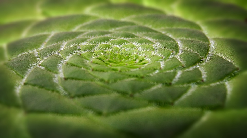 Aeonium tabuliforme: cuidados y cultivo