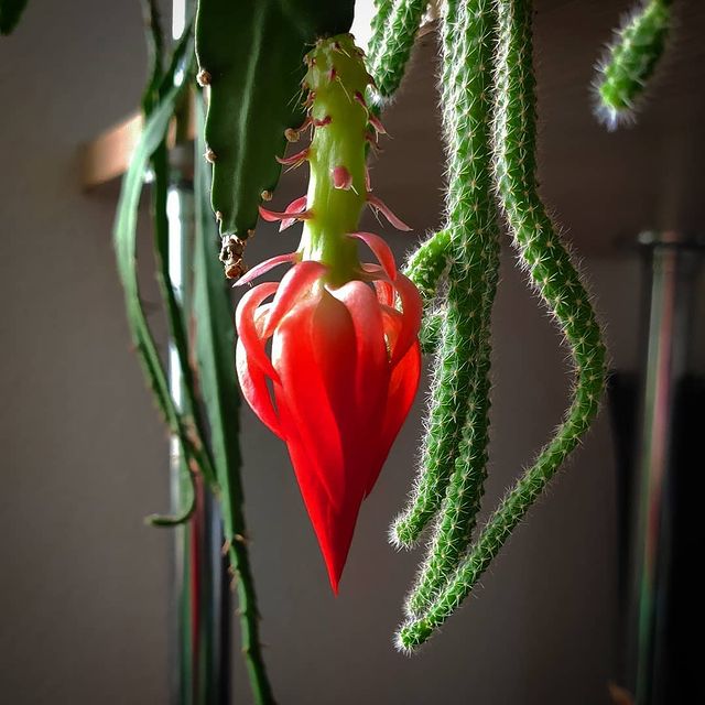 Cactus epífitos: especies y cuidados