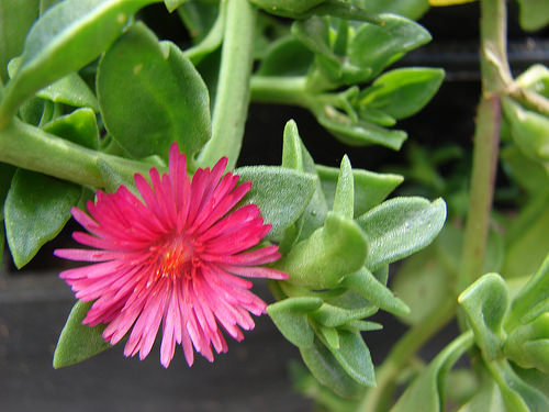 Aptenia: cuidados y cultivo de la tapizante