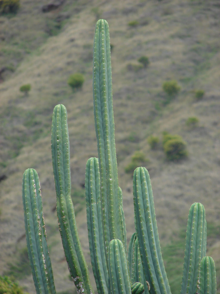 Cactus San Pedro: cuidados y cultivo