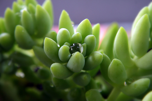 Sedum morganianum (cola de burro): cuidados
