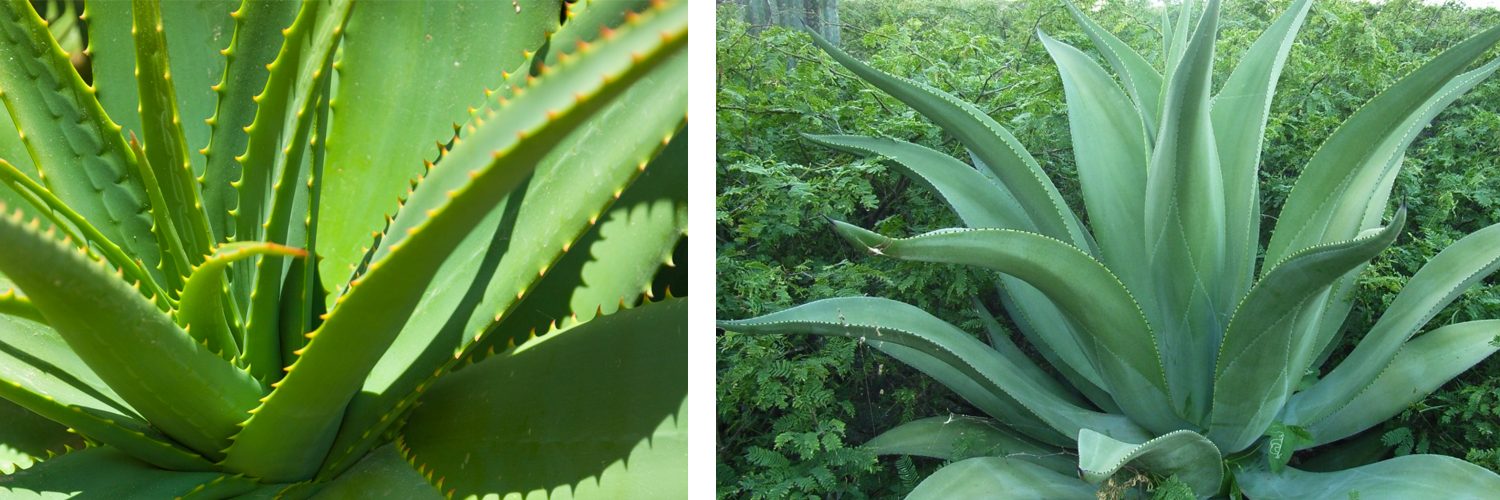 Aloe o agave: cómo diferenciarlos
