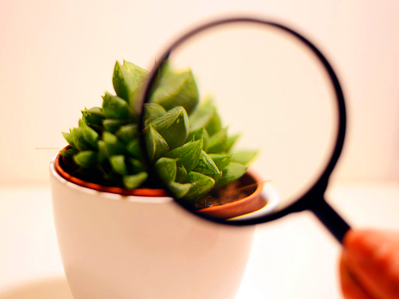 Cómo identificar tu planta suculenta