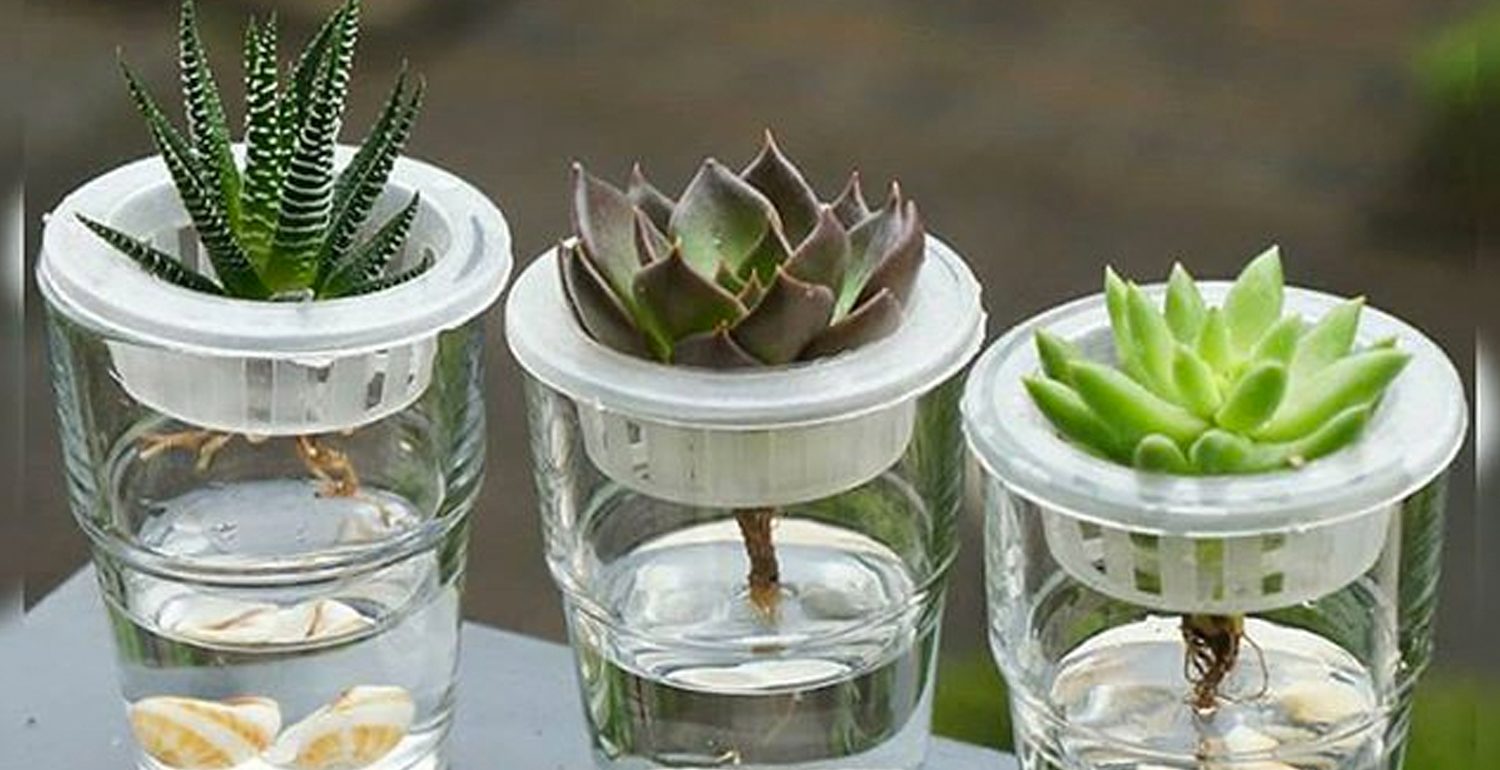 Suculentas en hidroponía: cultivarlas sin tierra