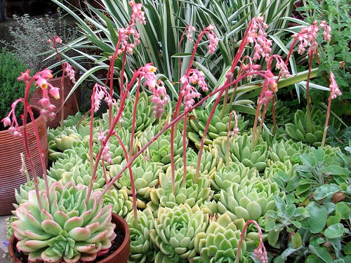 Echeveria: cuidados, riego y multiplicación