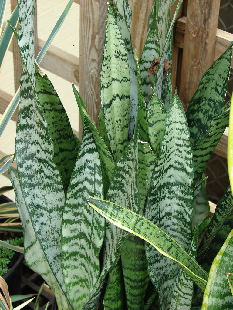 Sansevieria: cuidados, riego y multiplicación