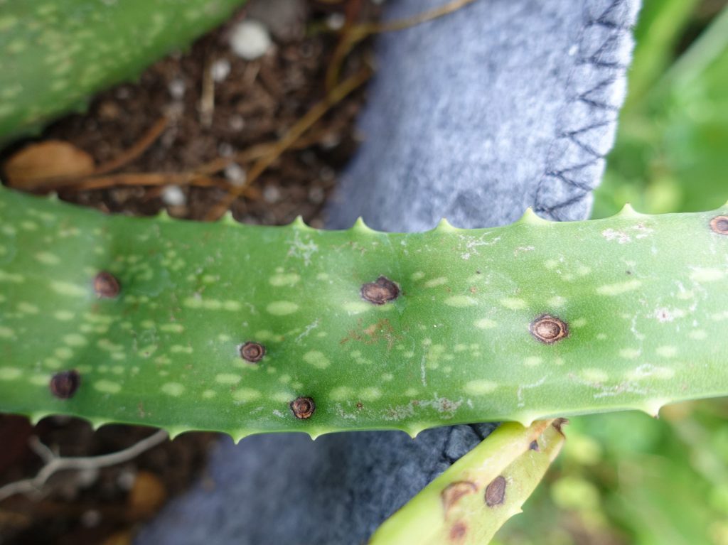 Hongos en suculentas y cactus: guía práctica