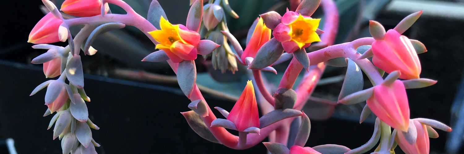 Flores de las suculentas: ¿cortarlas o dejarlas?