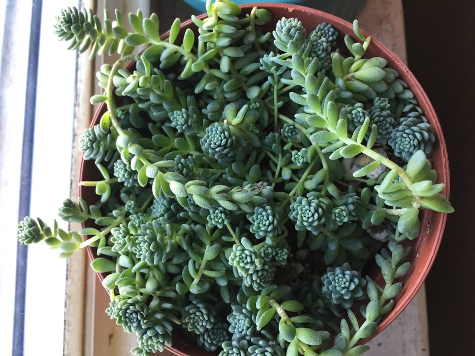 Enfermedades del Sedum: cómo reconocerlas y actuar