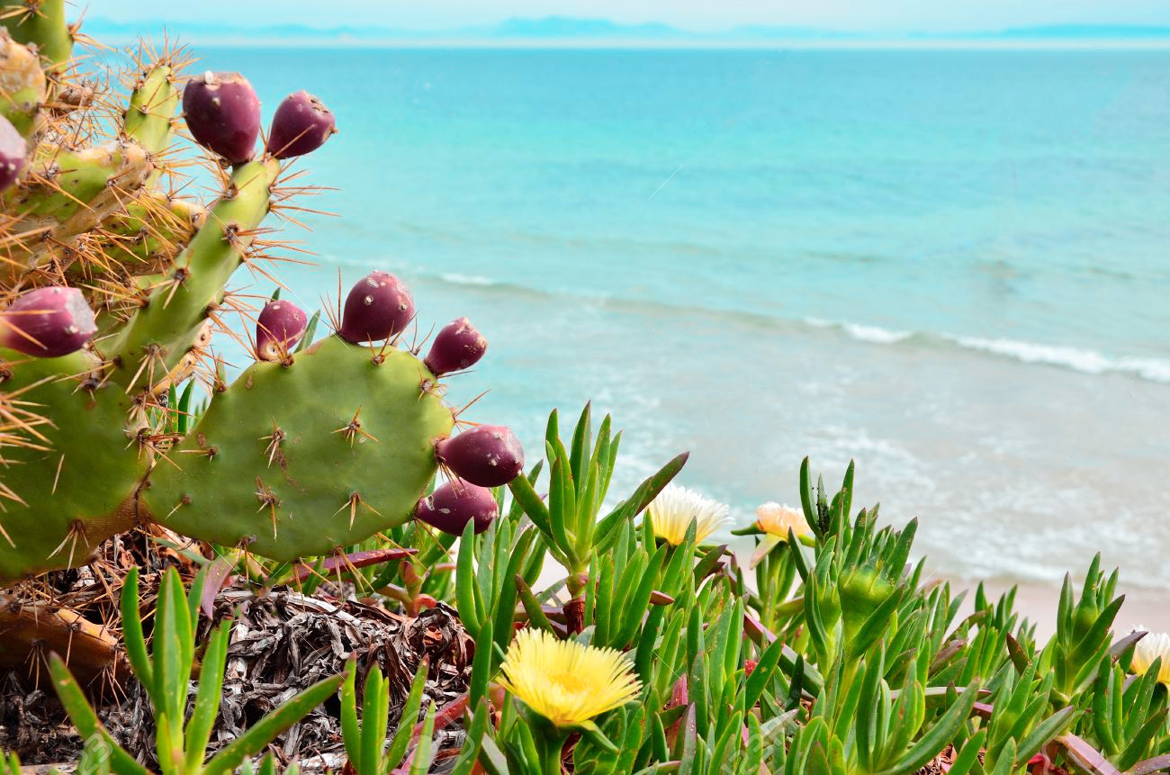 Suculentas halófitas: plantas de playa y marisma