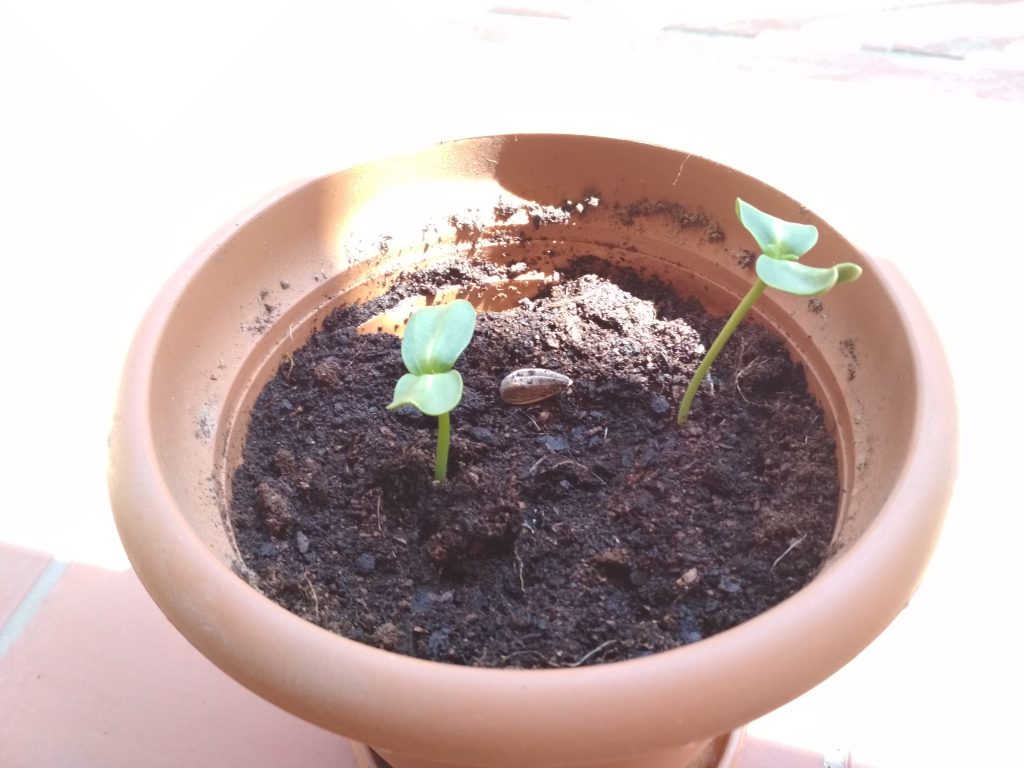 Crecimiento de una planta tras la germinación