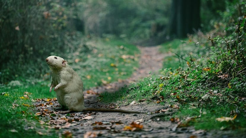 Cómo eliminar las ratas del jardín paso a paso