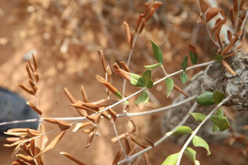 Hojas de olivo con secado marginal, síntoma característico del decaimiento por Xylella